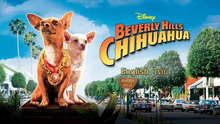 Những Chú Chó Chihuahua Những Chú Chó Chihuahua